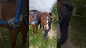 🐎
