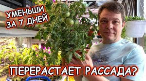 СРОЧНО! Эти макушки томатов еще дадут урожай – проверено лично!