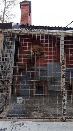 Лев🦁
