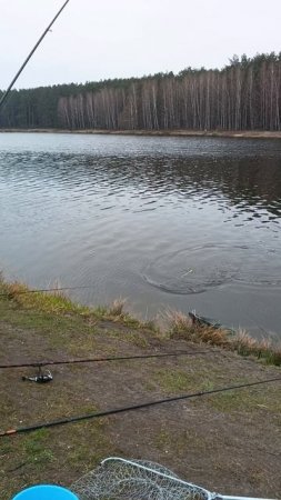 РЫБАЛКА НА КАРПА поймал карпёнка на удочку