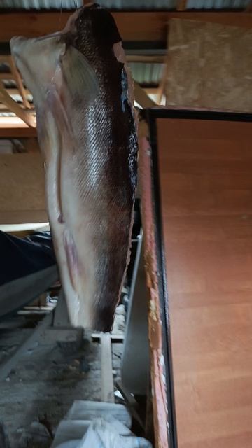 вяленая чехонь,и судак ,для копчения,
видео как я солю и копчю рыбу будет на канале смотреть онлайн