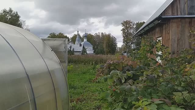 Архив//Деревня в сентябре//урожай 23 год_//успехи и неудачи//капуста.