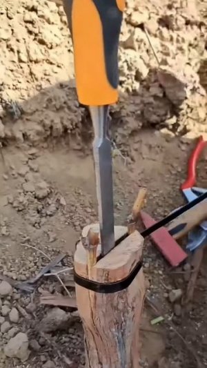 #agriculture #grape #tree #grafting #farm #graftinggrape #garden #graftingtree #fruit #bonsai #trend