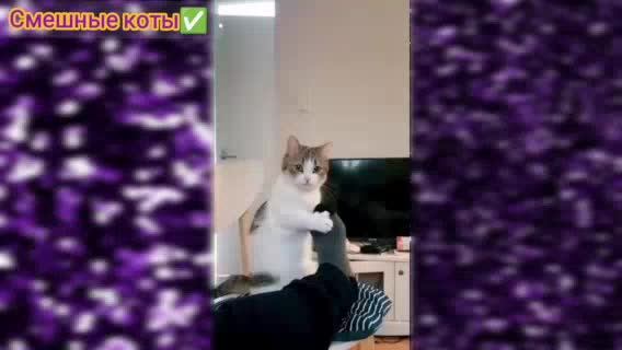 24/7 Смешные Говорящие Коты, Танцующие котики, милые котята / Сборник Подборка забавных видео котов