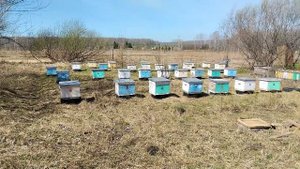 Перевёз пасеку на новое место за 650 км.