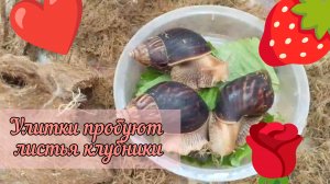 ✨🐌Улитки пробуют листья клубники 🍓 🐌✨