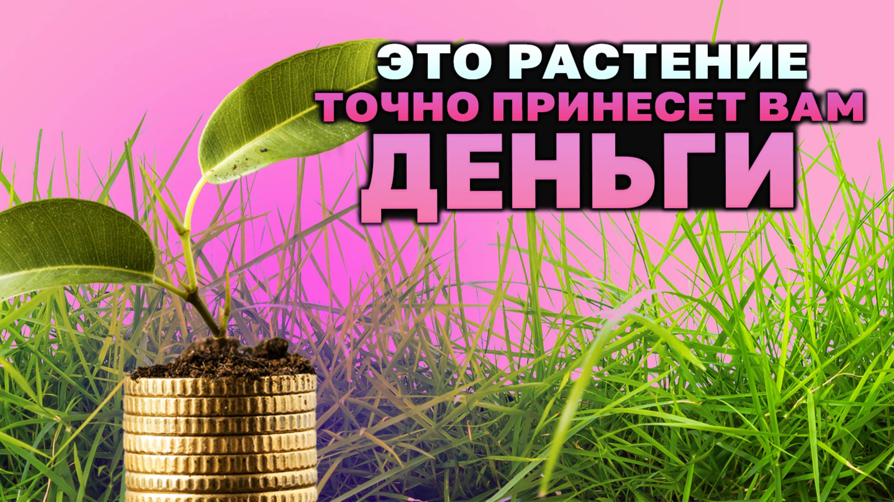 Растения, которые приносят деньги: флорариум!