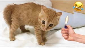 СМЕШНЫЕ КОТЫ 2025 ЛУЧШИЕ ПРИКОЛЫ С КОТАМИ, КОШКИ, КОТИКИ, СОБАЧКИ, СМЕШНОЕ ВИДЕО