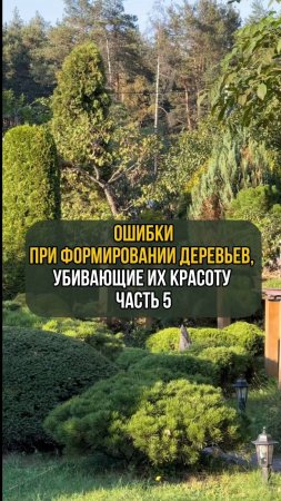 Ошибки при формировании деревьев, убивающие их красоту. Часть 5