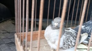 китайские чайки