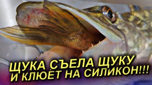 ЭТО РЕАЛЬНО ЖОР ЩУКИ! ЩУКА СЪЕЛА ЩУКУ И КЛЮЁТ НА СИЛИКОН!!! Щука ВЕСНОЙ на СПИННИНГ!