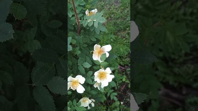 цветы (5)