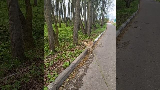 Гуляем