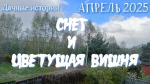 Дачные истории | Цветущая вишня и снег | Новые сорта пеларгоний