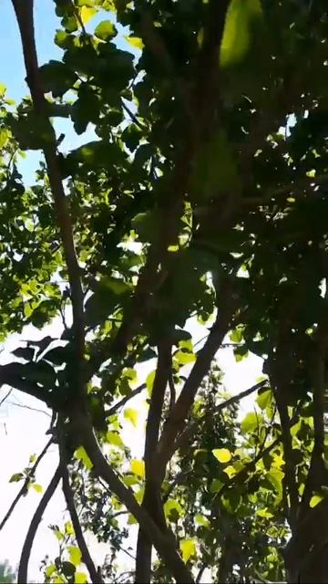 Пусть наши родные и близкие всегда будут счастливы💚 смотреть онлайн