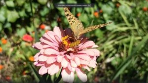 9504005-hd_1920_1080_30fps