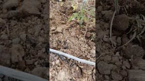 Помидоры высаженные 13 и 30 апреля. Разницы нет. Сергиево-Посадский район.