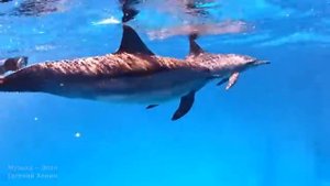 Лечебная музыка , звуки дельфинов 528 гц + 936 гц