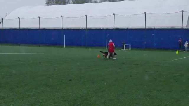 1 Отл. КЧК Диктум Фактум ВИЕСЛАВА +++ №21 / КЧК КОСТРОМА 26 апреля`25 В.Хижняк Моно н/о