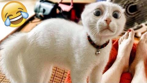 ПРИКОЛЫ С ЖИВОТНЫМИ ДО СЛЕЗ #31 Смешные КОТЫ И СОБАКИ  Приколы