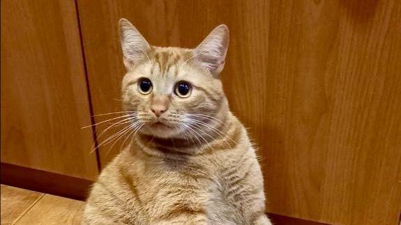 Мой кот Рыжик играет