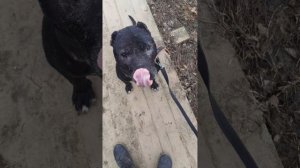 ОЛИМ  #Шереметьевский  #приют