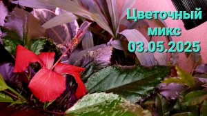 312. Цветочный микс 03.05.2025.