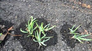 Многолетние луки в начале мая