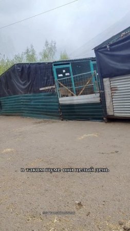 В откат идет Хлоя