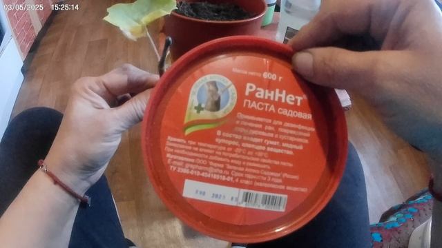 Черенкуем ампельную герань.