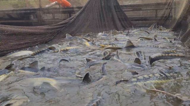 Запуск осетра, рукала. смотреть онлайн