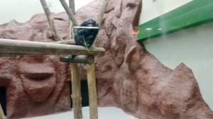 Ижевский зоопарк 2023, шимпанзе и японские макаки