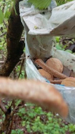 02.05.25. голуби обнаружили кормушку лодочку для синиц и белочек