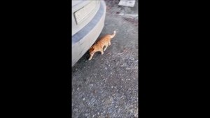 Кот. Фокс