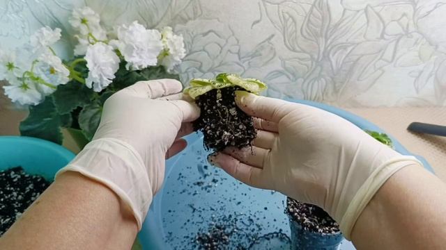Как делать ПЕРЕВАЛКУ фиалки! Помогите определить сорт белой ФИАЛКИ!!!