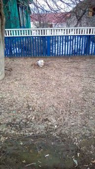 Кошка ссыт