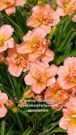Не сажайте эти цветы, если не хотите эффектный цветник 🌸