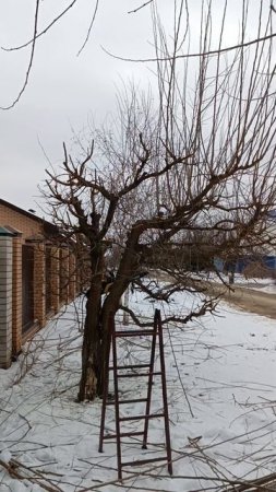 весенняя подрезка шелковицы
