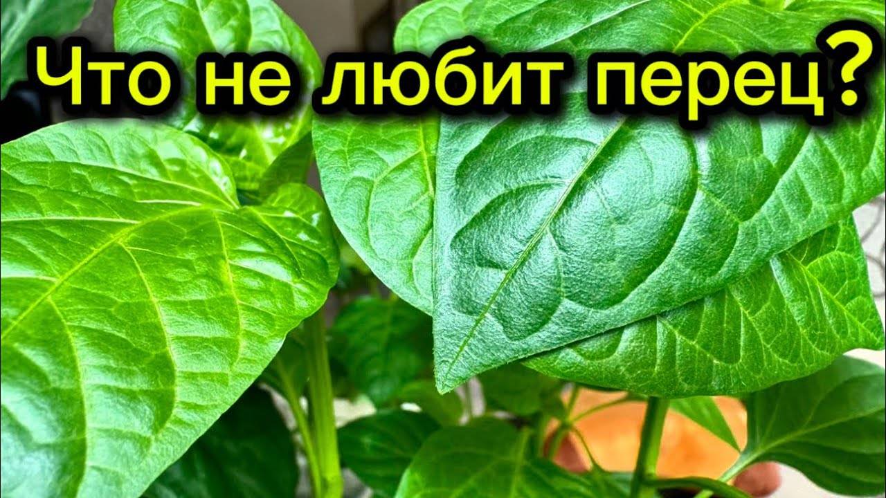 Что не любят перцы: 5 главных ошибок, которые портят урожай
