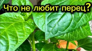 Что не любят перцы: 5 главных ошибок, которые портят урожай