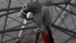 НЕЛЕГКА ПОПУГАЯЧЬЯ ЖИЗНЬ