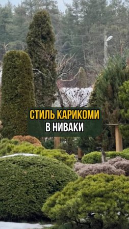 Стиль карикоми в ниваки