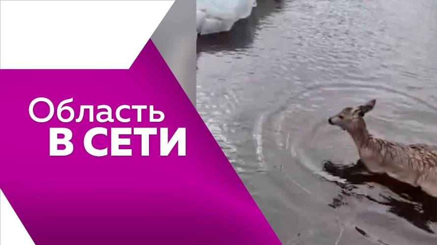 Область в сети 30.04.2025г.