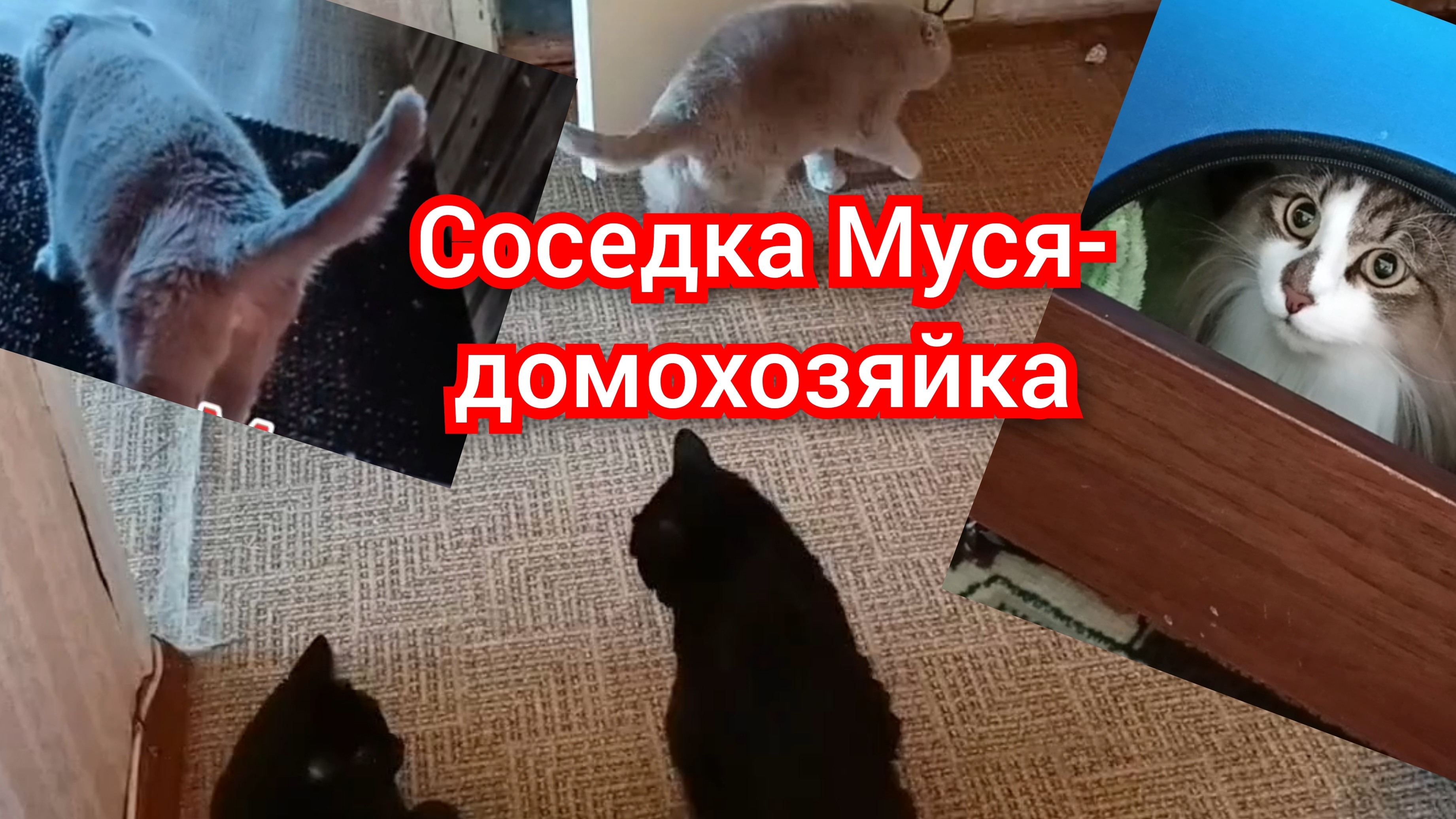 Соседка Муся кошка - домохозяйка.