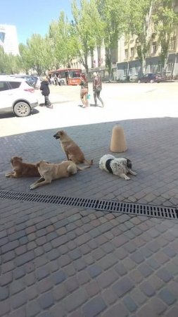 Бригада собак в центре Донецка