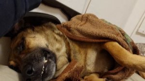 Мерзнем с Рыжиком