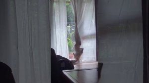 Коротко о котах и их «везении»