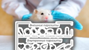 Урок 28.Внешние и внутренние паразиты у хомячков🐹🐹🐹