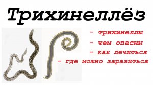 Дикая природа. Трихинеллёз. Быстрый и беспощадный убийца