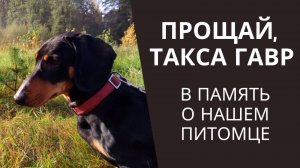 Простились с таксой Гавром